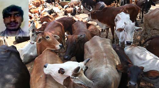 cow vigilnts 13 nov 17